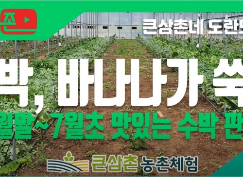 수박1